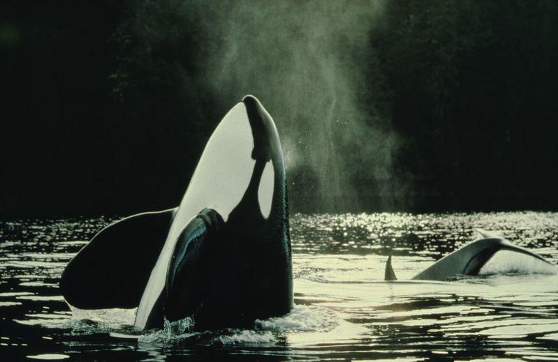 Greenpeace tweet picture