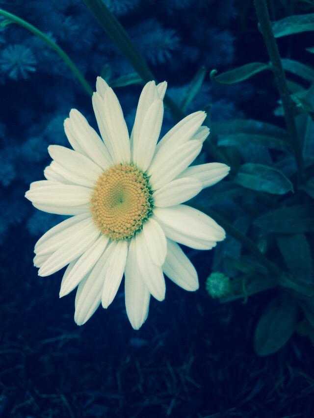Novi_Luminis's tweet photo. A flower through the mist #photography http://t.co/iyjEWJ7gqR
