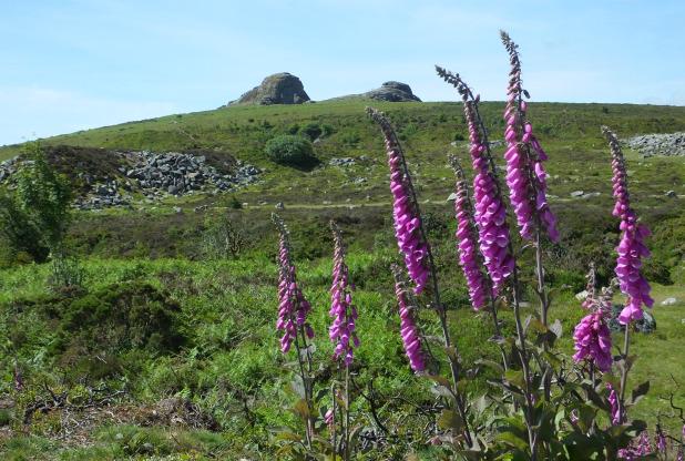 WMNNews's tweet image. Today's #WMNView is of foxgloves flowering on the moor at Haytor, east Dartmoor by Mike Boddy. ow.ly/P27P5