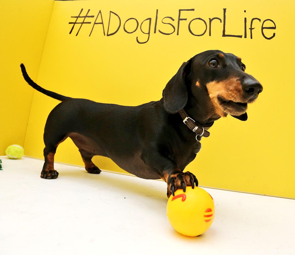 2lovelygays's tweet image. Buckley loves @DogsTrust #ADogIsForLife #buckleythewonderdog @pureprlondon