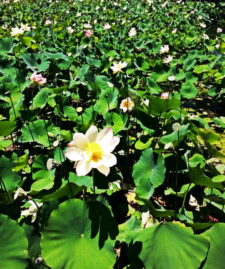 BridgesCourtney's tweet photo. #cymera #echopark #lotus http://t.co/LGv3jzse7Q