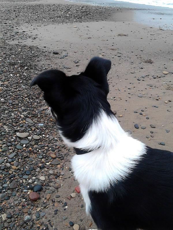 The Collie had her first experience of walking on a beach yesterday at Sandsend.