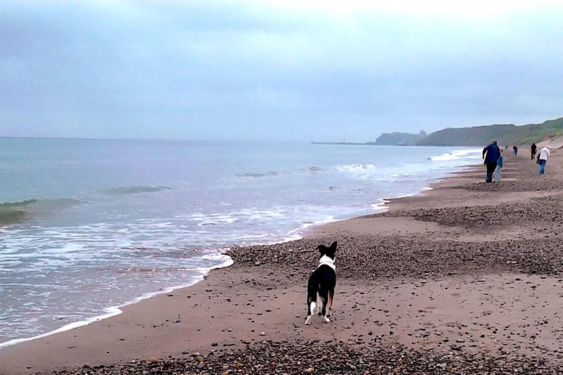 Why are people running from the unruly Collie? Don't they like wet dogs that jump up at you?