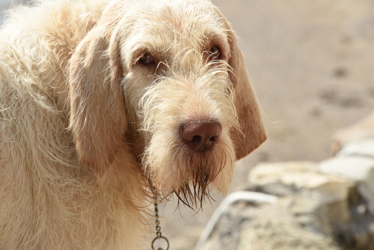 HotelGiapponeLi's tweet photo. un #HotelBestiale che in pieno centro accoglie cani di qualsiasi taglia senza sovrapprezzo #HotelGiapponeLi http://t.co/I89LlbbRwd