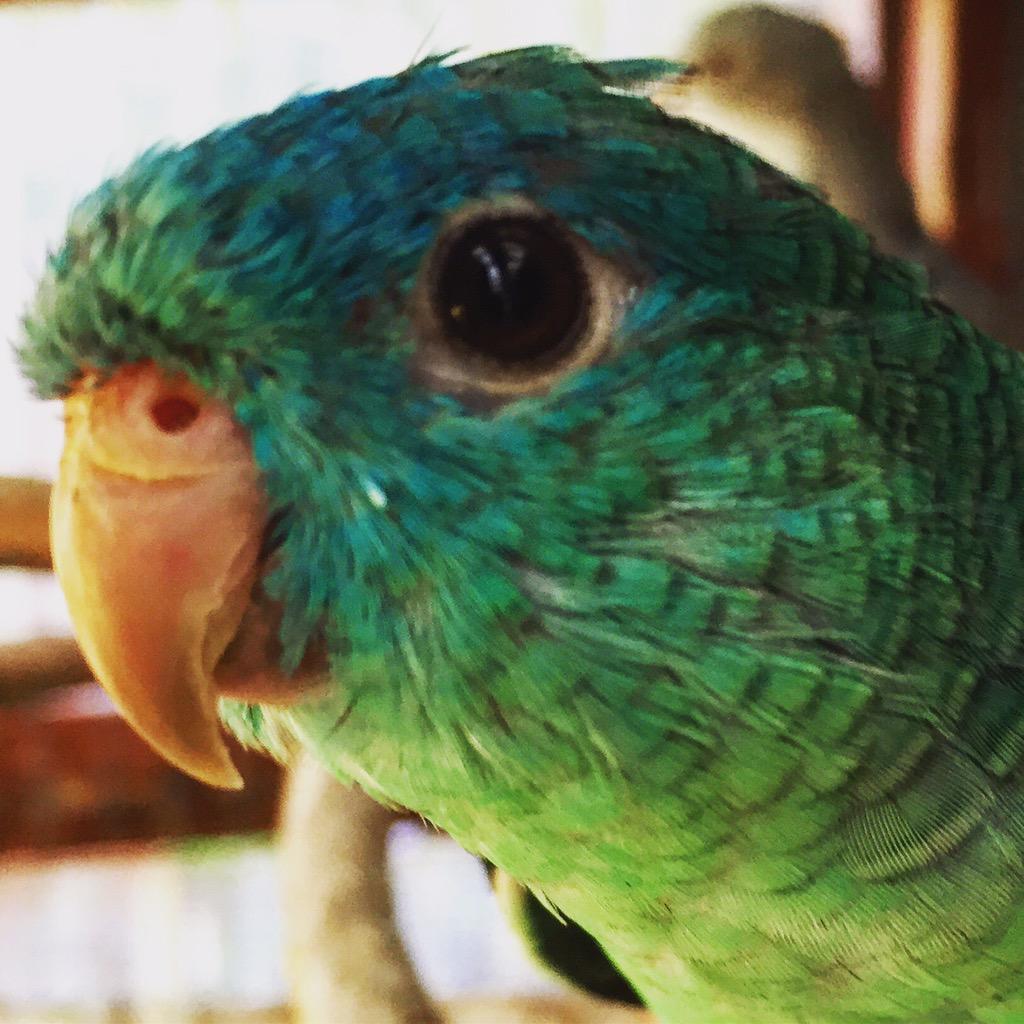 Birdzhaven's tweet photo. "Lobo" is a curious fellow.
#parrot #Parakeets #linne #lineolated #birdzhaven #birds #loro http://t.co/T8Xiawljrf