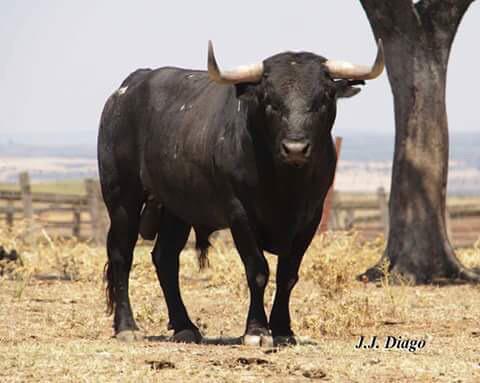 Tunantino y Flamenquillo, los toros de <a href="/miuraloradelrio/">Ganaderia De Miura</a> que mata <a href="/CortesSalvadorM/">Salvador Cortés</a> esta tarde. Suerte maestro h