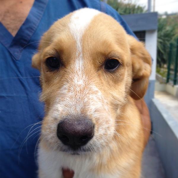 DaiBu's tweet photo. Over 400 animals need your help! http://t.co/L2vV5j1Fmg http://t.co/XvzuedEqiv
