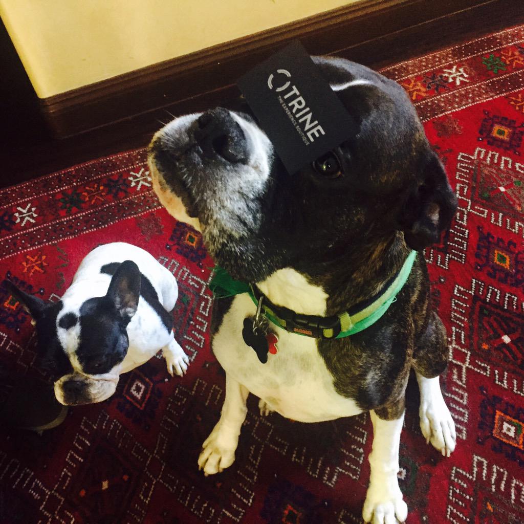 trine_la_'s tweet image. It might be the dog days of summer but #TheTrineGroup is full of excitement about our new #TrineLA business cards!👏🏻🐶