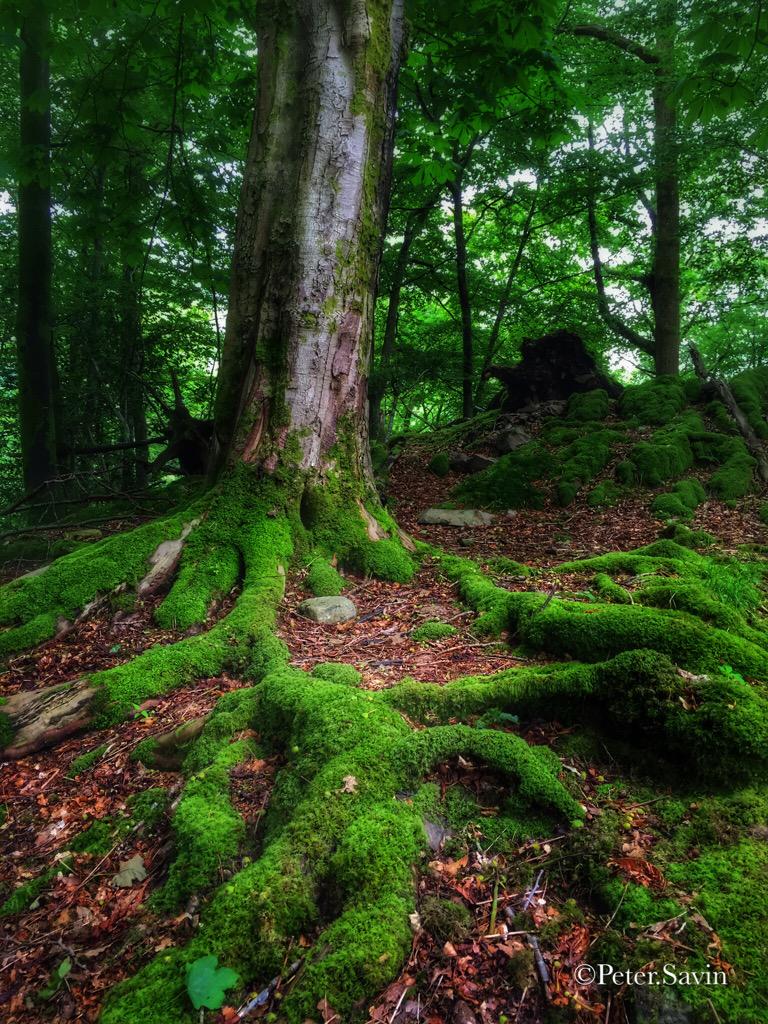 Beautiful #woodland surrounding #Allanbank #Grasmere