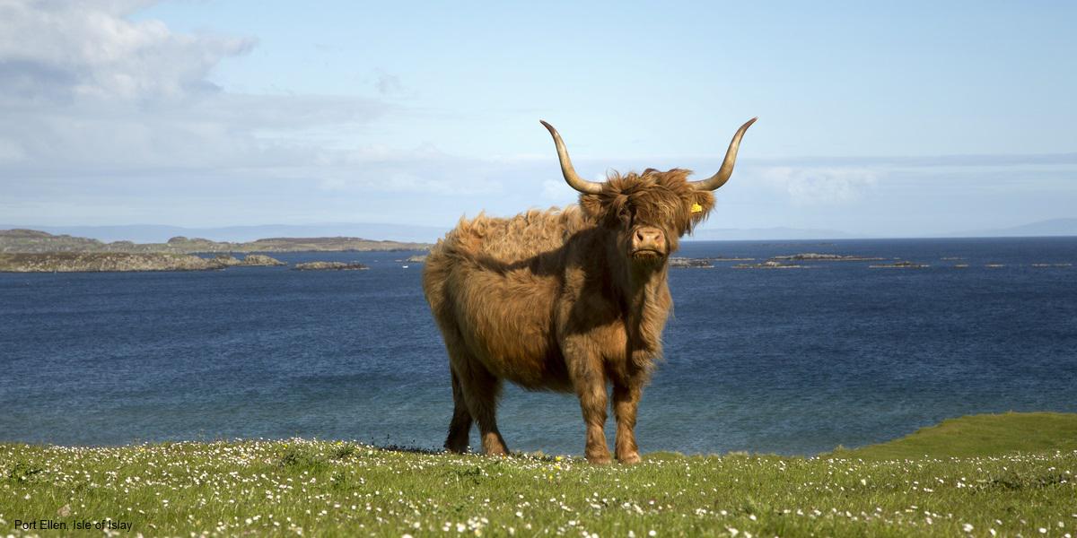 VisitScotland's tweet photo. We just 💙 the #HighlandCoo &amp; today is #CowAppreciationDay! Have you seen coos while in #Scotland? http://t.co/ZXiFD7oBcQ