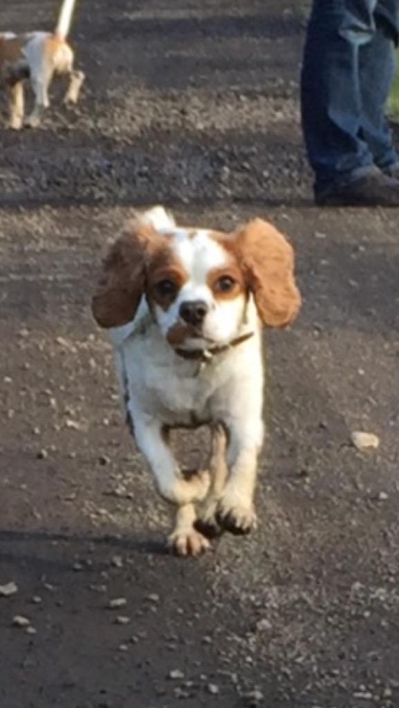 TobyHalftash's tweet image. Dis is me running fast!