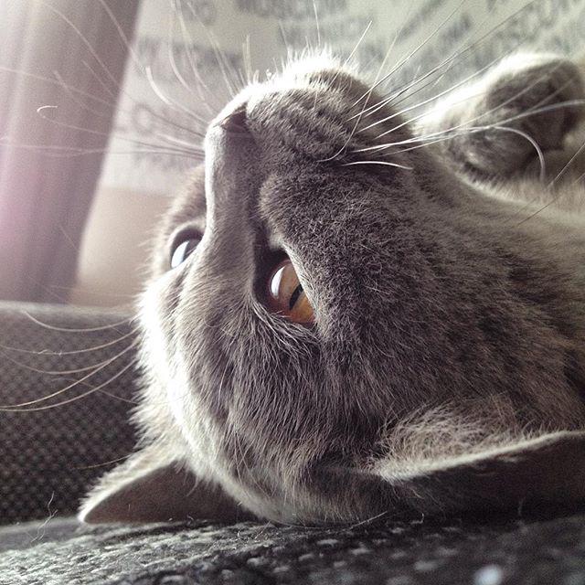 francescgoleo's tweet photo. My Tuesday face | Мордочка а-ля Вторник #sofiathecat #sofia #catelements #cat_features #catsofinstagram #a_world_of_c http://t.co/Bn2eAAfwRo