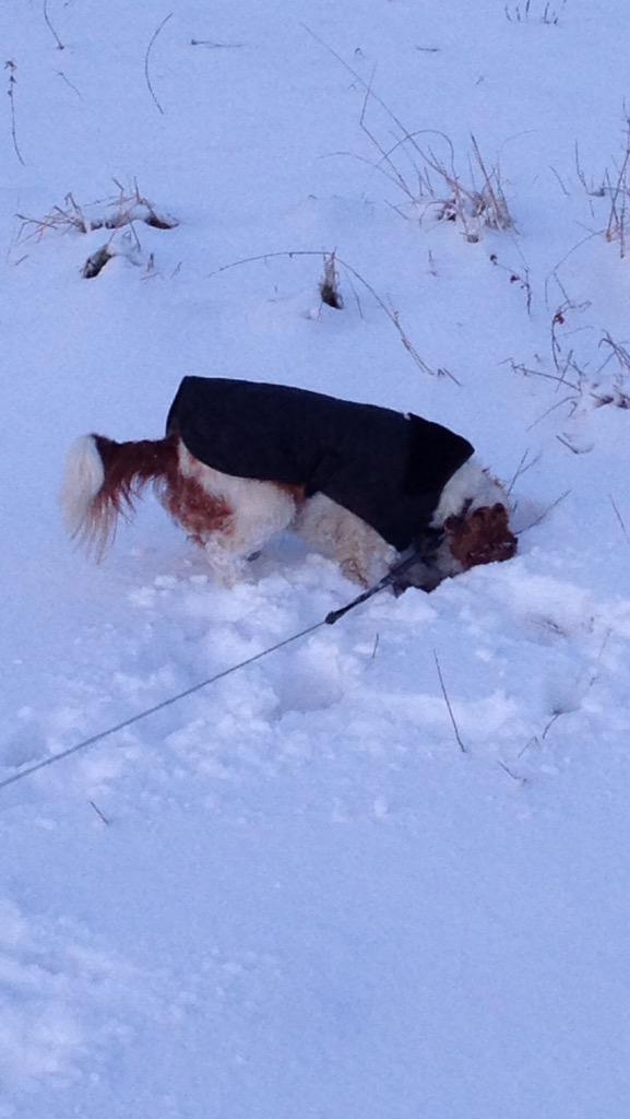 TobyHalftash's tweet image. Dis was me in the snow! Know I know why they say don't go near yellow snow hehe