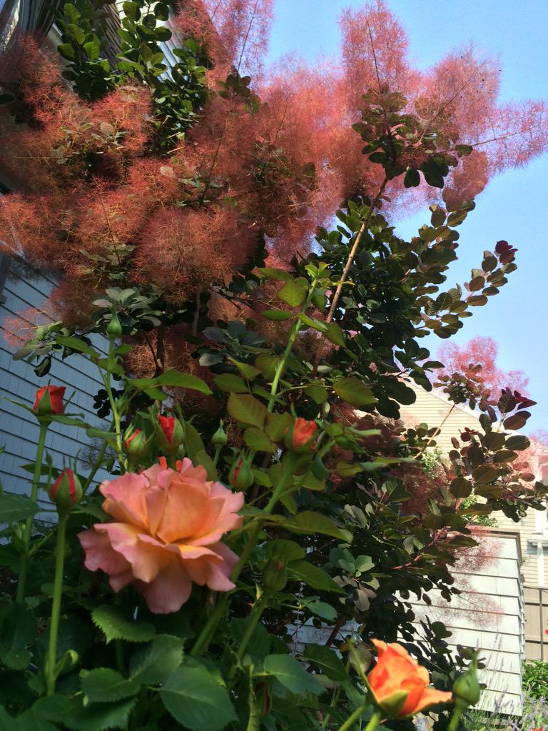TianQingWyatt's tweet photo. Flowers For Freedom @aiww 给未未，也给所有被关押的律师们。 http://t.co/DmE2dCc3JK