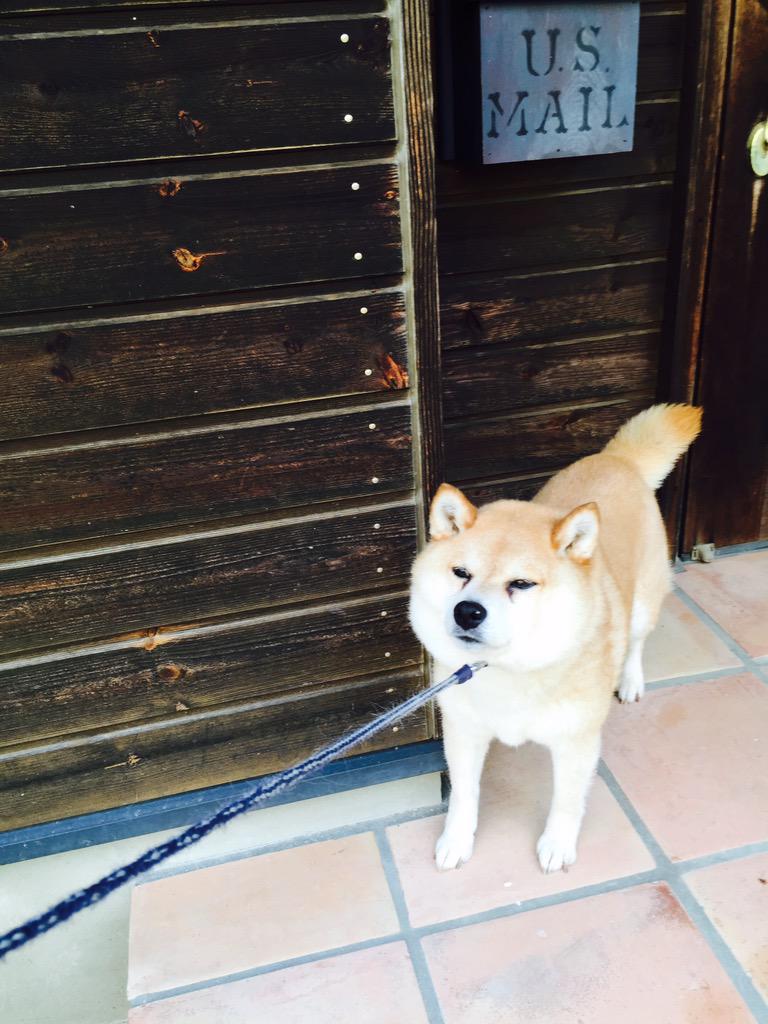 とぅん 散歩 嫌がる ぶさいく Http T Co Bzlj5e5gvn