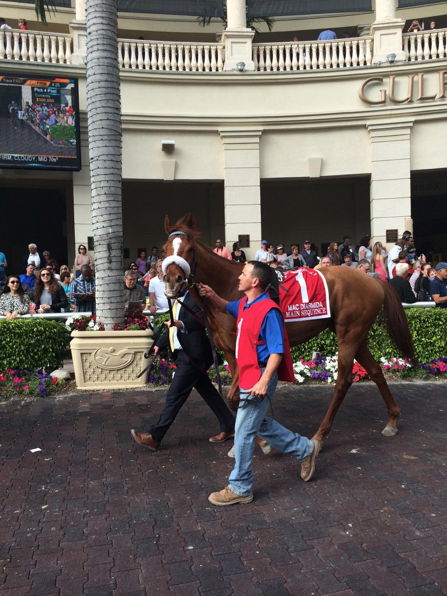 SaratogaGoose's tweet image. In the Gulfstream paddock with #MainSequence.