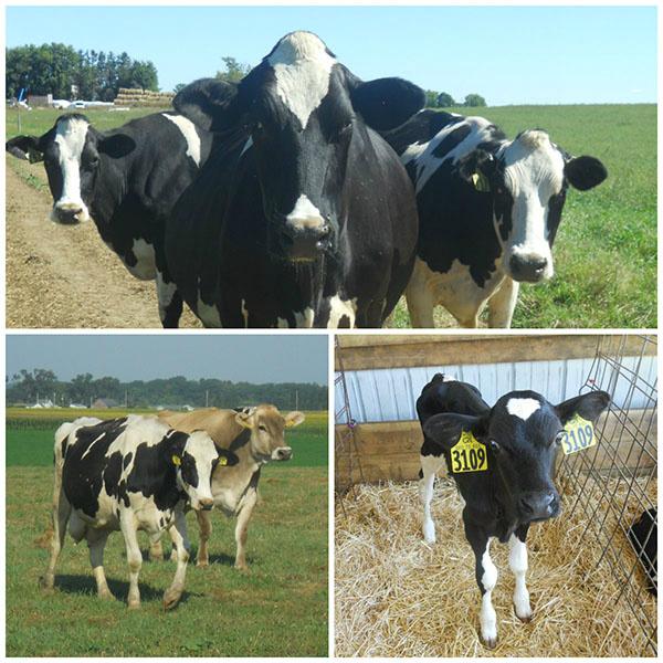 Happy Cow Appreciation Day! Everyday we take great care to provide for our lovely bovines! #CowAppreciationDay