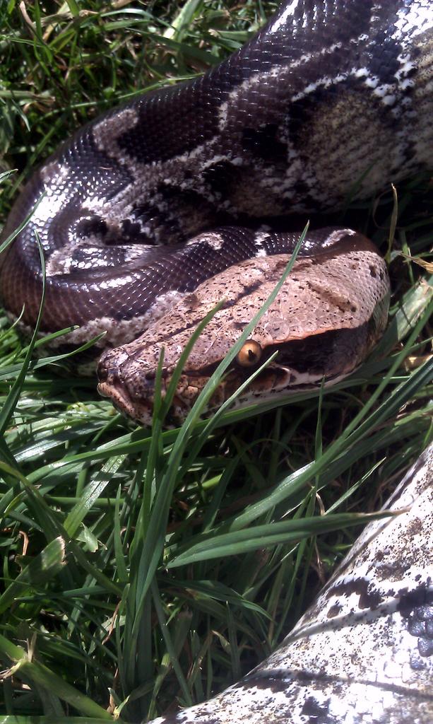 JessicaKayser94's tweet image. No better pics than the ones taken in natural light. #sumatranshorttailedpython #sstp #blackbloodpython #snake