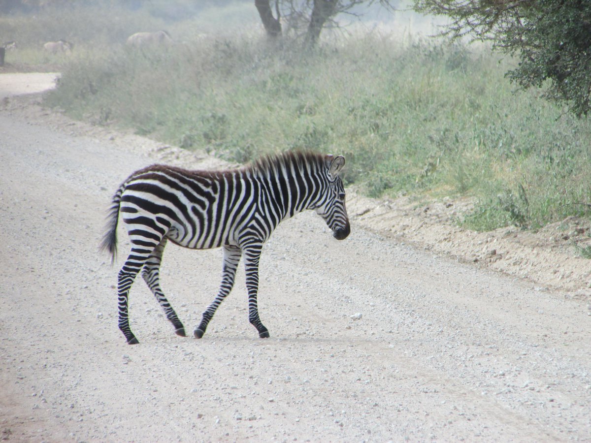 sbhsgeography's tweet photo. Zebra crossing http://t.co/ccQAcrIgpe
