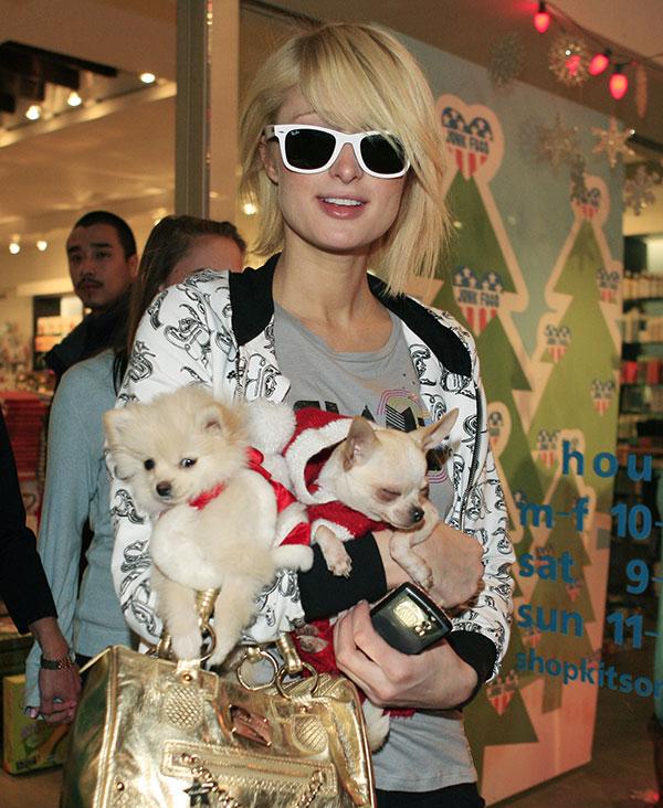 Small “Handbag” Dogs Are Being Surrendered to England’s Shelters in Record Numbers vytm.in/C1FEQQ #pet