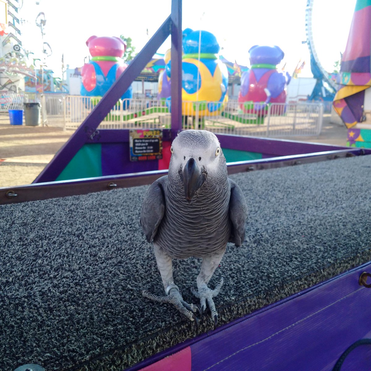 JasperDrive's tweet photo. Summer Fun @PonokaStampede @TravelAlberta @ehCanadaAlberta @ExploreCanada http://t.co/l3lgKV0GaI