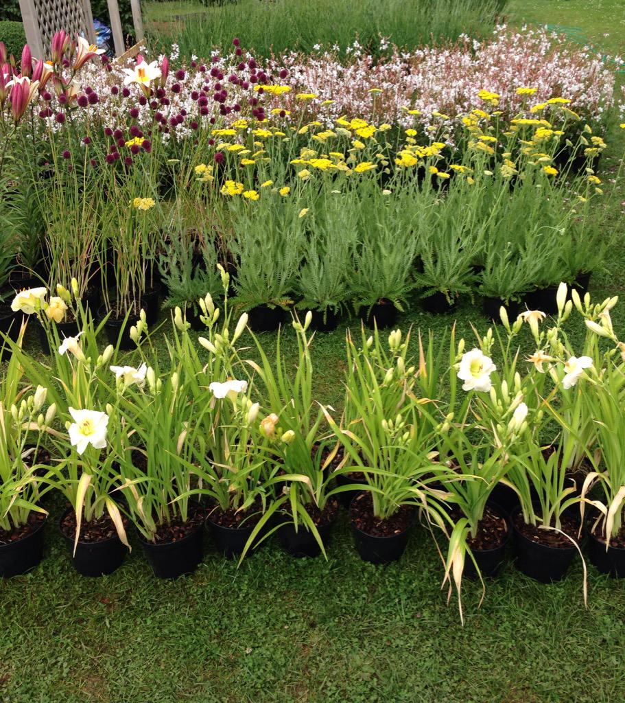 Tamara_bridge's tweet photo. Day 9 and the plants are arriving yay @HortusLoci @CoblandsOnline #RHSTatton looking great http://t.co/RkokGZn012