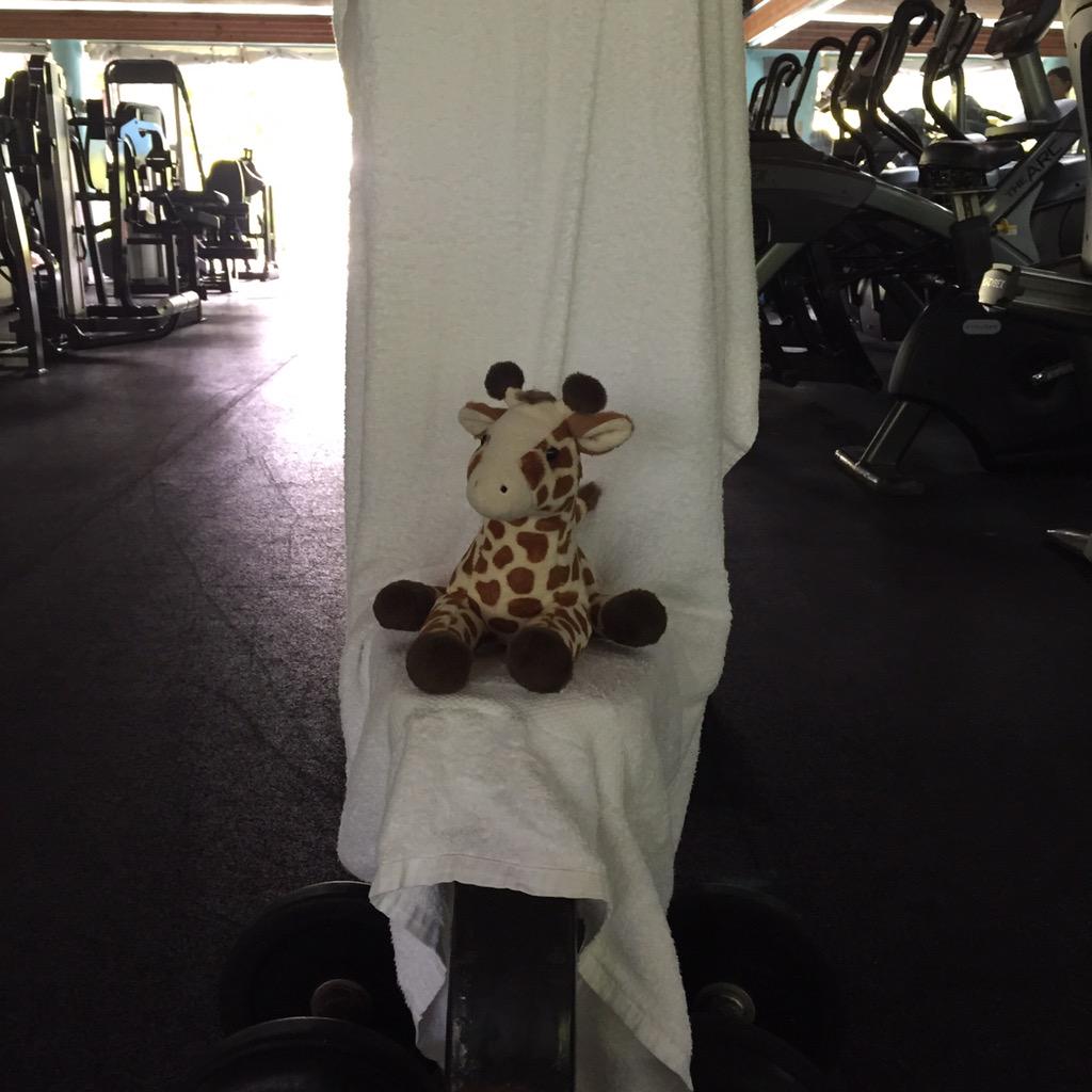 wiretechgirl's tweet photo. Trying to stay motivated &amp; #podfit in the gym w/ @AngelsFreak7 &amp; #giraffe !!  #openairgym @CouplesResorts http://t.co/qL6wCEx3fj