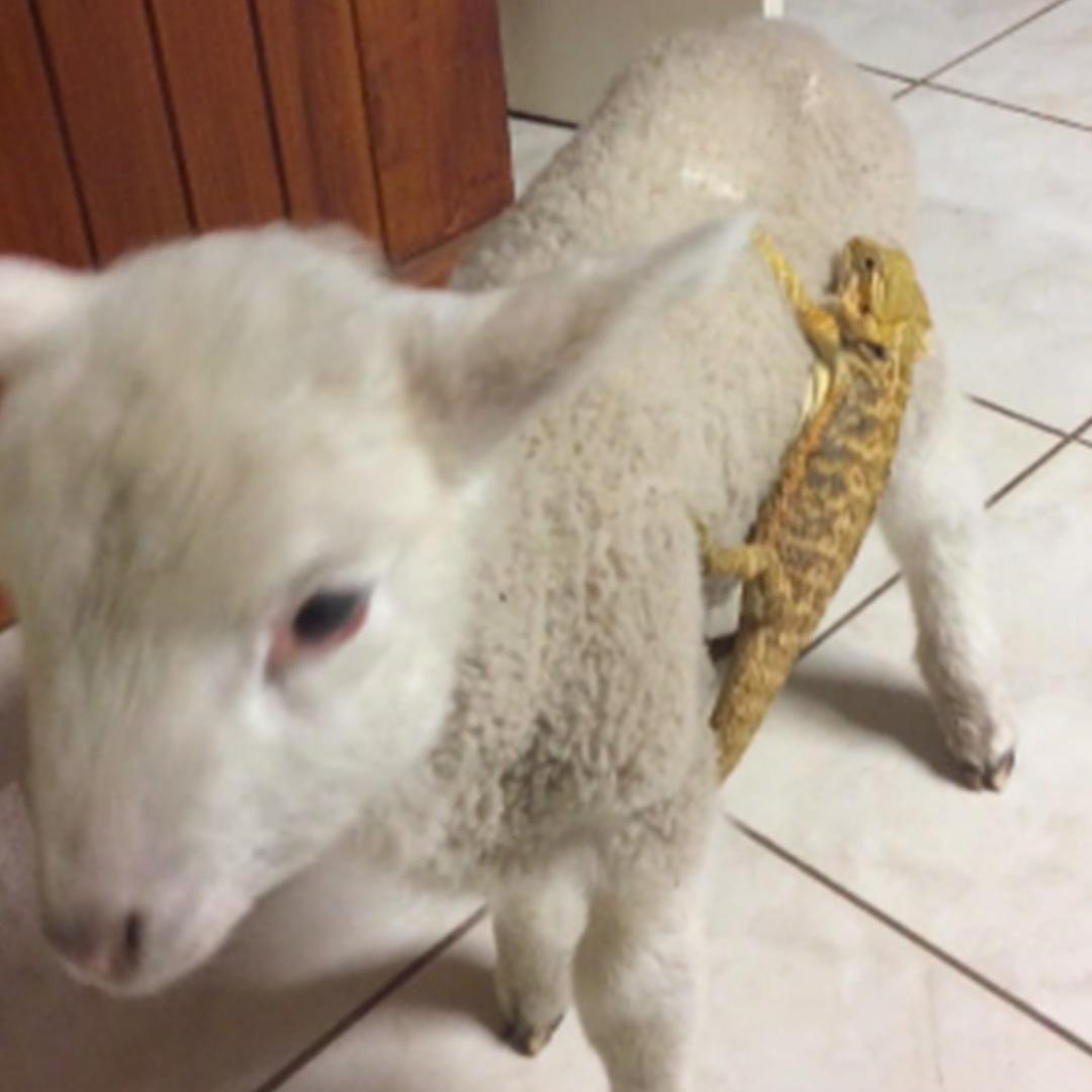 ABC7Chicago's tweet image. Lizard on the lamb! Watch a lizard and a lamb team up for a daring escape: abc7.ws/1I13Tvu