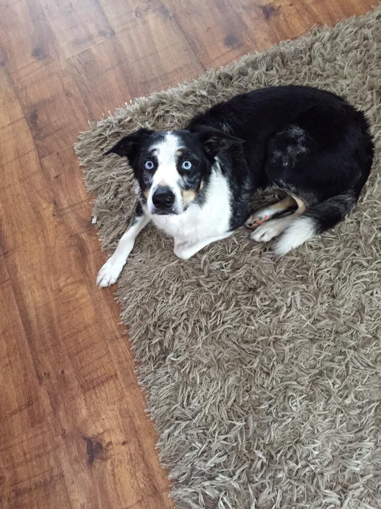anthop23's tweet photo. Kop feeling sorry for himself after his shower....don't role in dog shite then π‘π‘ #dirtymut http://t.co/9Ef4TTjoSF