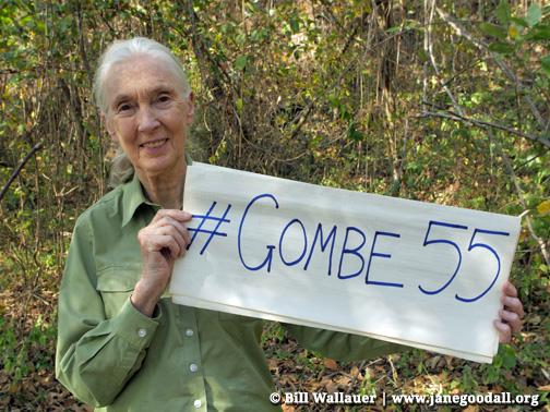 20tauri's tweet image. Congrats to the legendary #JaneGoodall on 55 yrs of chimp research! goo.gl/CEEjXl @JaneGoodallInst #Gombe55