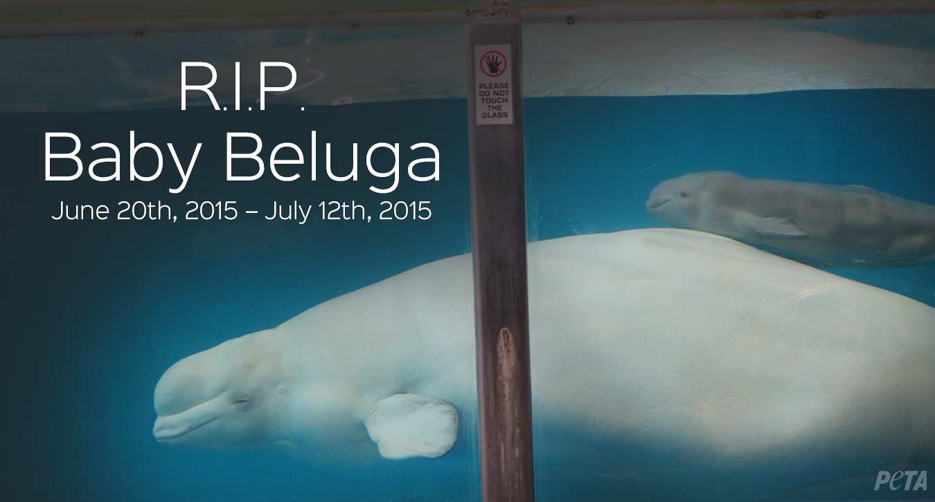 Baby Beluga Dies At SeaWorld After 3 Weeks In A Tank - The Dodo