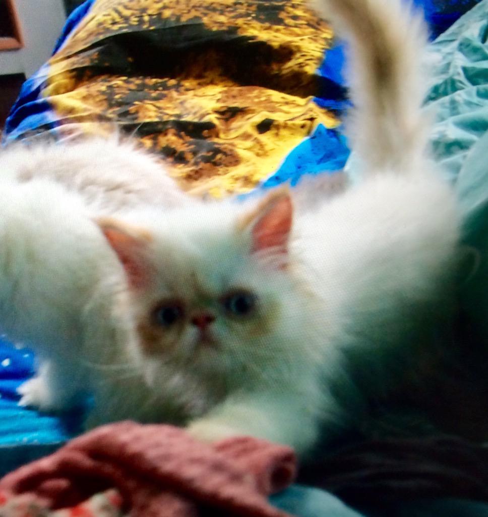 Himalayankitty's tweet photo. 631-807-9878 http://t.co/csyeVIuChx