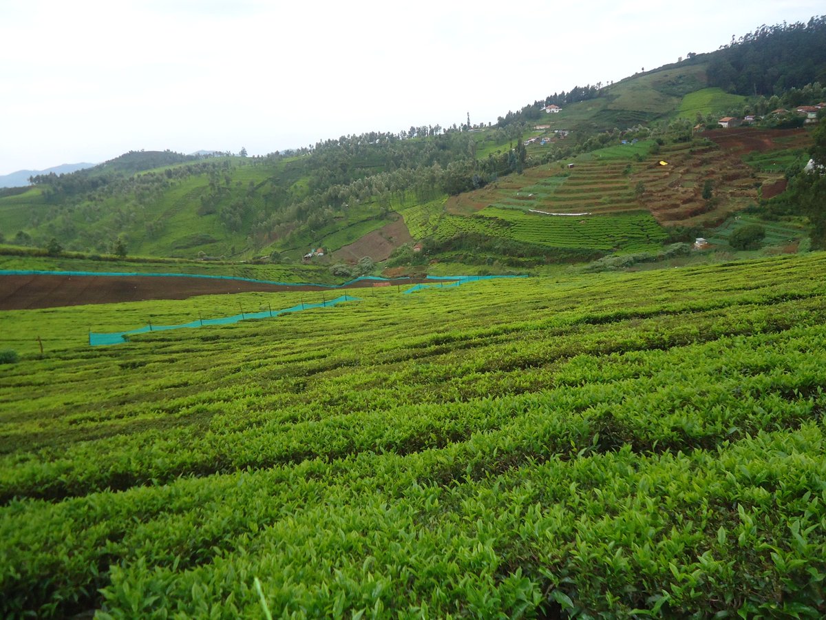 SiMukesh's tweet photo. ooty is beauty http://t.co/5LZ4JQrPQu