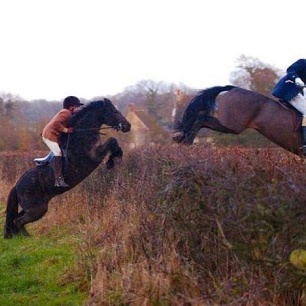 Anaglogs Daughter tweet media