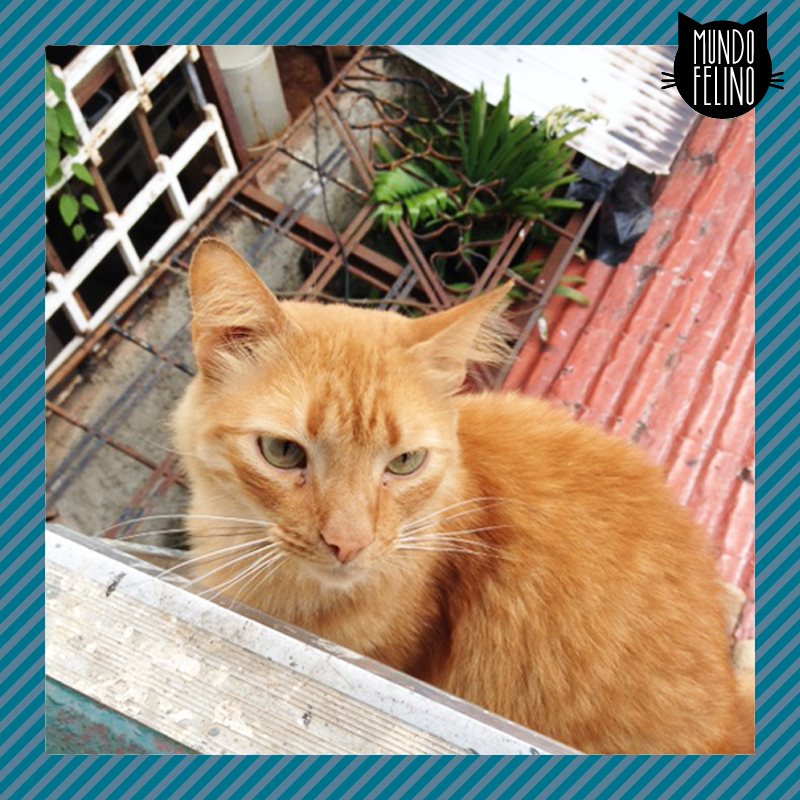 Mundo_Felino's tweet photo. @enriquejose3 Polo, 2 años castrado y muy dulce. En #adopción en #Caracas. Su dueña se va y no puede llevarlo RT! http://t.co/eW3kHTdQl7