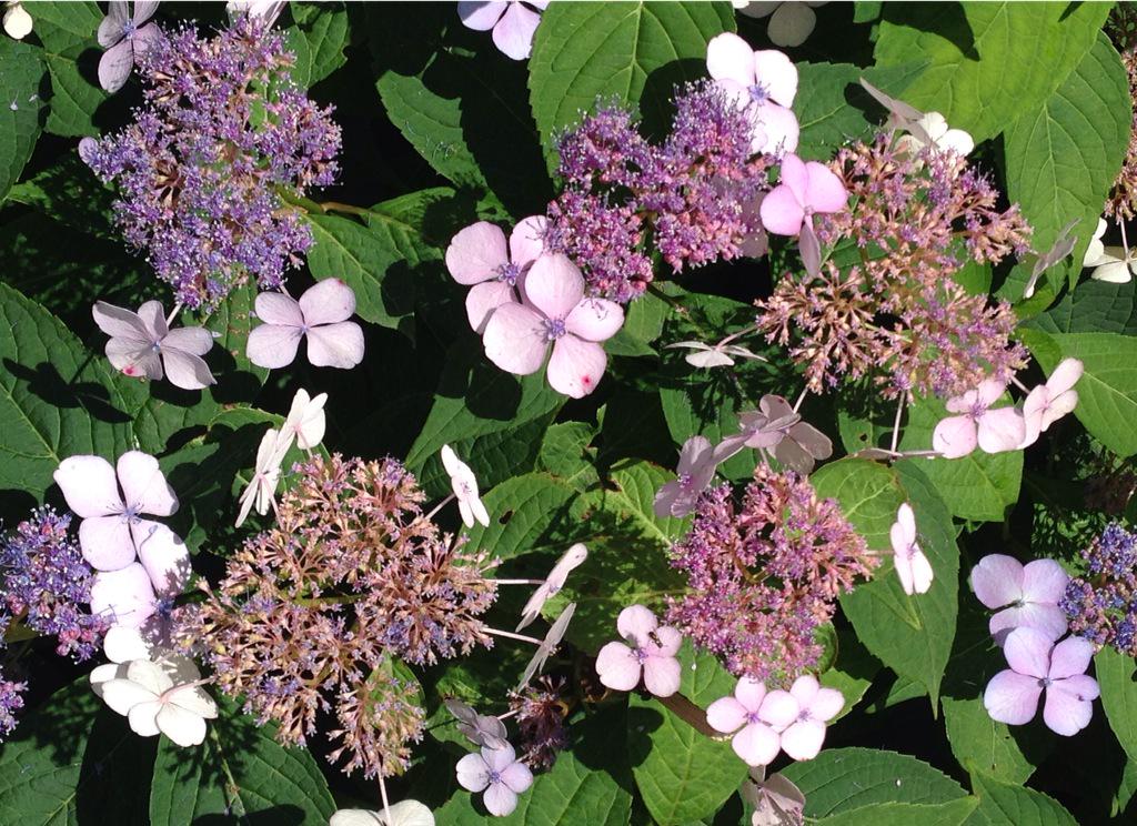 AntonyNicoli's tweet photo. #FlowerForFreedom @aiww http://t.co/C4yQ21UQx0