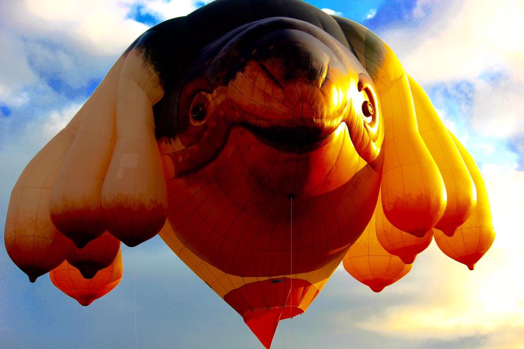 Beautiful <a href="/theskywhale_/">The Skywhale</a> hangin' out in the neighbourhood! #GIAF15 <a href="/GalwayIntArts/">Galway International Arts Festival</a>