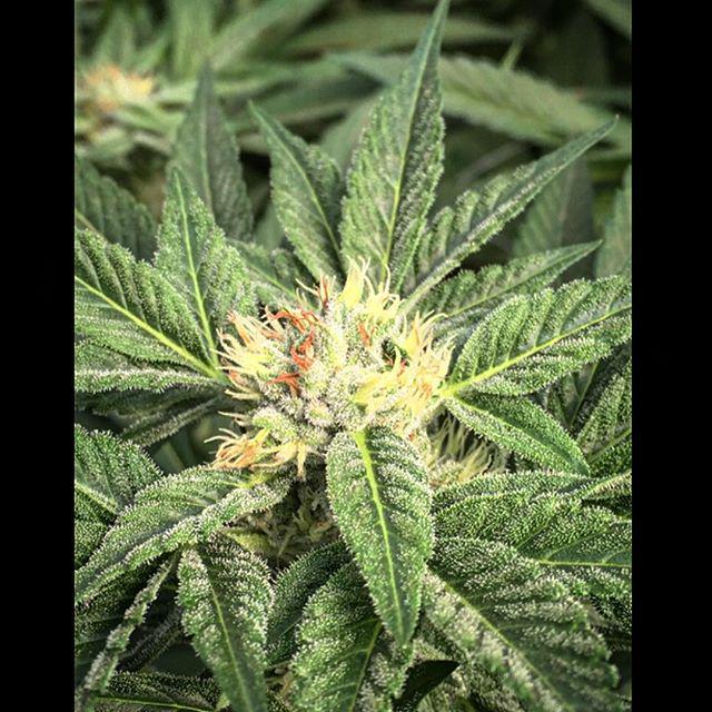 yetifarms's tweet photo. Durban Poison 👷✅👷#YetiFarms #Humboldt #Kush #Cannabis #THC #TopShelf #GrowLife #Marijuana … http://t.co/9yyJDSubRn http://t.co/HihCBIXiH2