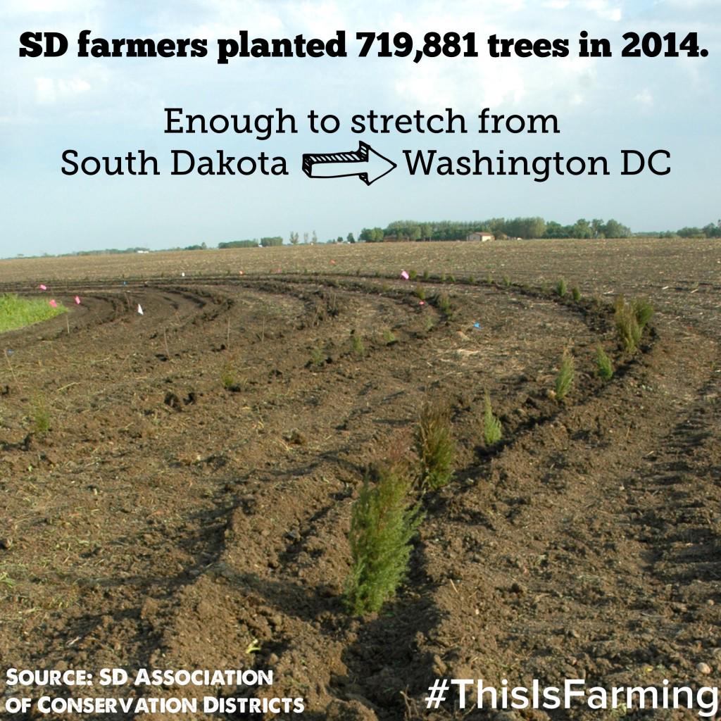 sdcorn's tweet photo. Jim Woster visits about South Dakota’s tree planting farmers during this week’s #CornComments http://t.co/hN6auPCKDB http://t.co/GfJyXqJ5Z8