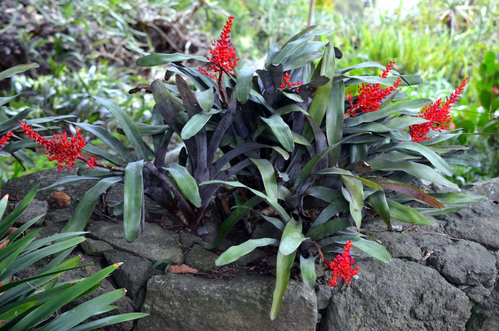 challenguate's tweet photo. Aechmea fulgens, Santiago Atitlán, Guatemala #bromeliad #bromeliaceae
#lithophyte http://t.co/peM7VNcLai