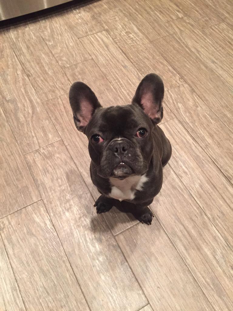 DeBoTheFrenchie's tweet photo. http://t.co/SdnOTLSbtw