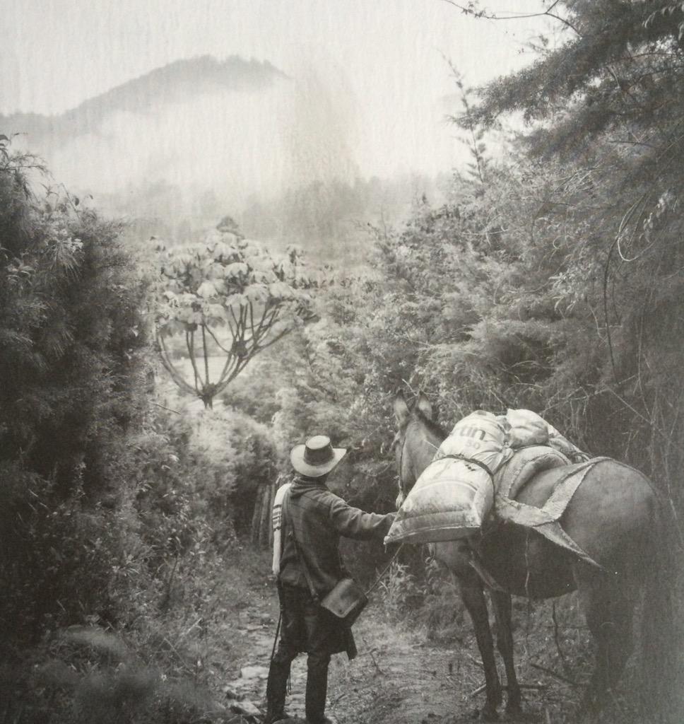 sari_medo's tweet image. Monteadentro