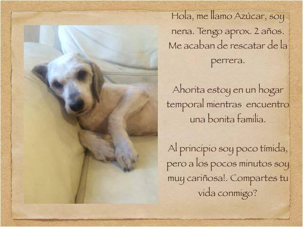 Me llamo AZÚCAR porque soy muy dulce =) si me das una oportunidad llenaré tu vida de amor!! ADOPTA UNA AMIGA!