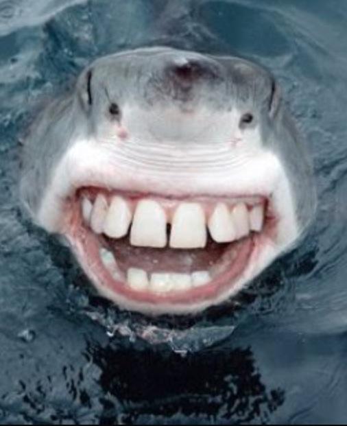 Daryl the great white, has had some cosmetic changes to be able to land more Hollywood acting jobs #FakeSharkFacts