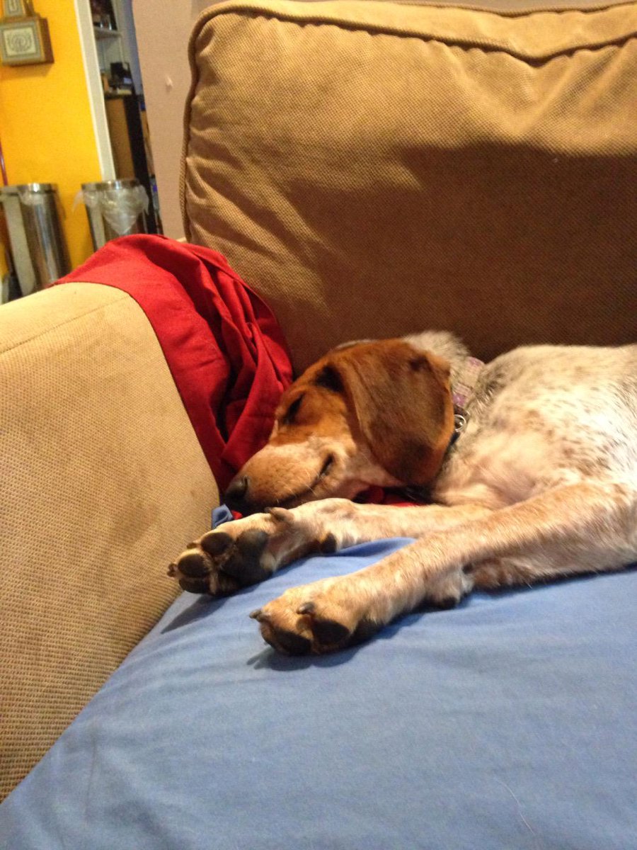 SBinns89's tweet photo. This one is dog tired after #doggiedaycamp @1582Petsmart poor violet played hard today :p🐾🐾🐾🐾❤️❤️ http://t.co/Yxm6bVGGqu
