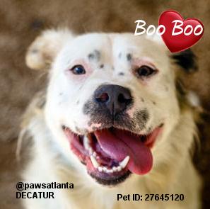 MIPooh's tweet photo. Woo Hoo #Atlanta U Have A Boo Boo
He's Rarin'2Go
Get2 @pawsatlanta
#adopt
&amp; Let The Fun Begin.
#Georgia #Dogs Rule http://t.co/7r5sOFf4Cu