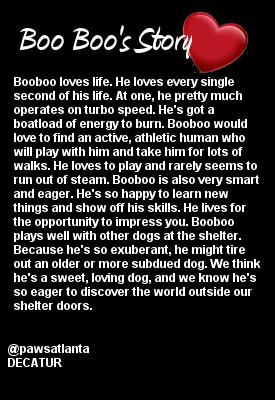 MIPooh's tweet photo. Woo Hoo #Atlanta U Have A Boo Boo
He's Rarin'2Go
Get2 @pawsatlanta
#adopt
&amp; Let The Fun Begin.
#Georgia #Dogs Rule http://t.co/7r5sOFf4Cu