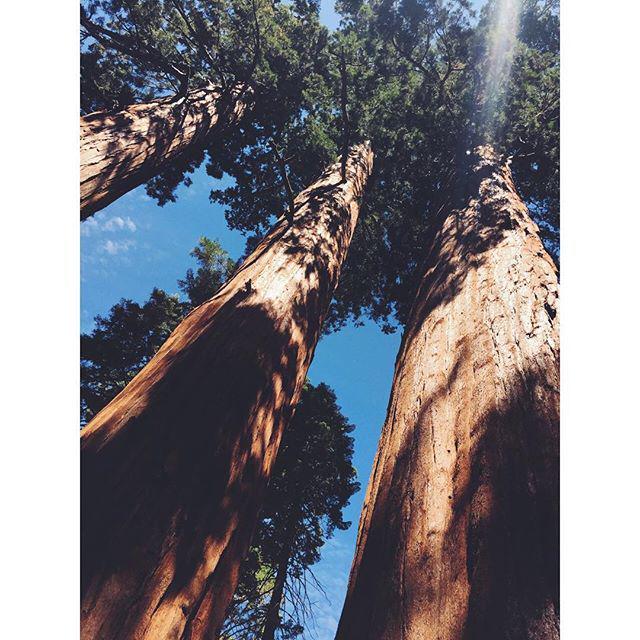 NatlParksPhotos's tweet photo. Among monarchs. #sequoia #sequoianps #seki #giantsequoias #trees #forest #nationalparks #findyourpark #iheartmynatiโฆ http://t.co/mhbhyOUVsv
