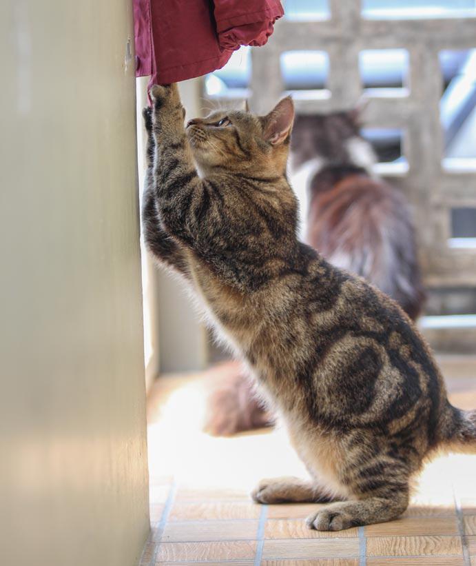 KitaFotografer's tweet photo. @JKTcatlovers Sepasang persia mix maine coon, 8 bln, 2,5jt. 08159824753. lokasi BSD http://t.co/omoekPyNvW