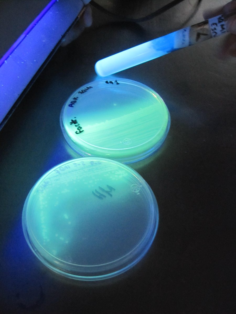 GerlynKalu's tweet photo. #LaUltimaDeBacter #UltimaPractica #Clostridium #Pseudomonas #Pioverdina #Fluorescencia #HidrolisisDeEsculinaNegativa http://t.co/qrhQbevG30